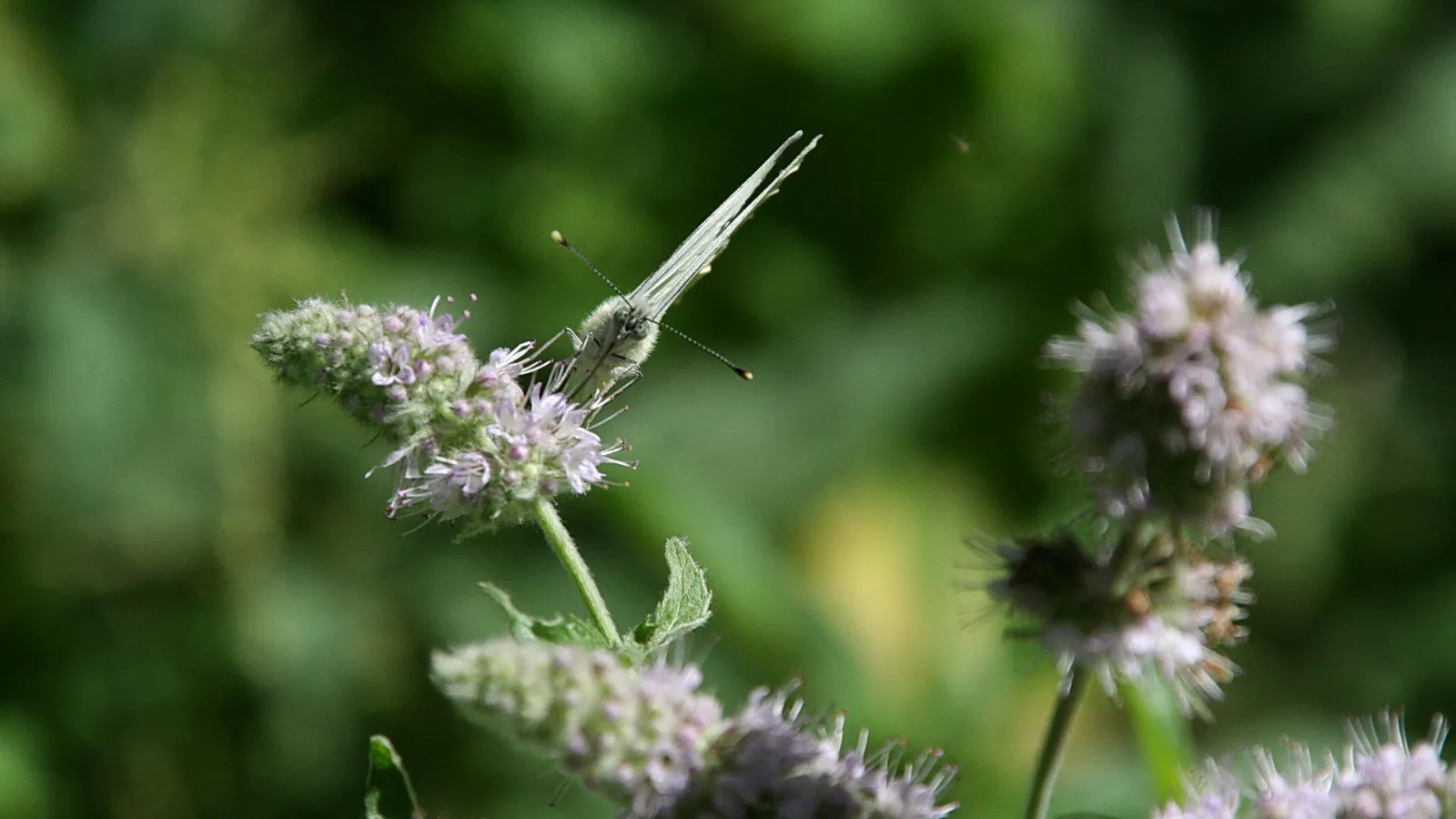 Ein weißlich-grüner Schmetterling sitzt auf einer lila blühenden Minzähre vor unscharfem grünem Hintergrund.