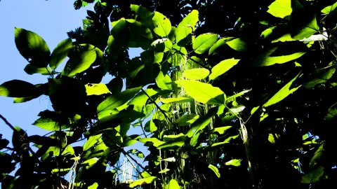 Dichtes Blätterdach mit großen grünen Blättern, von unten gegen einen klaren blauen Himmel fotografiert, Sonnenlicht fällt durch das Laub, dazwischen hängen helle Lianen herab.