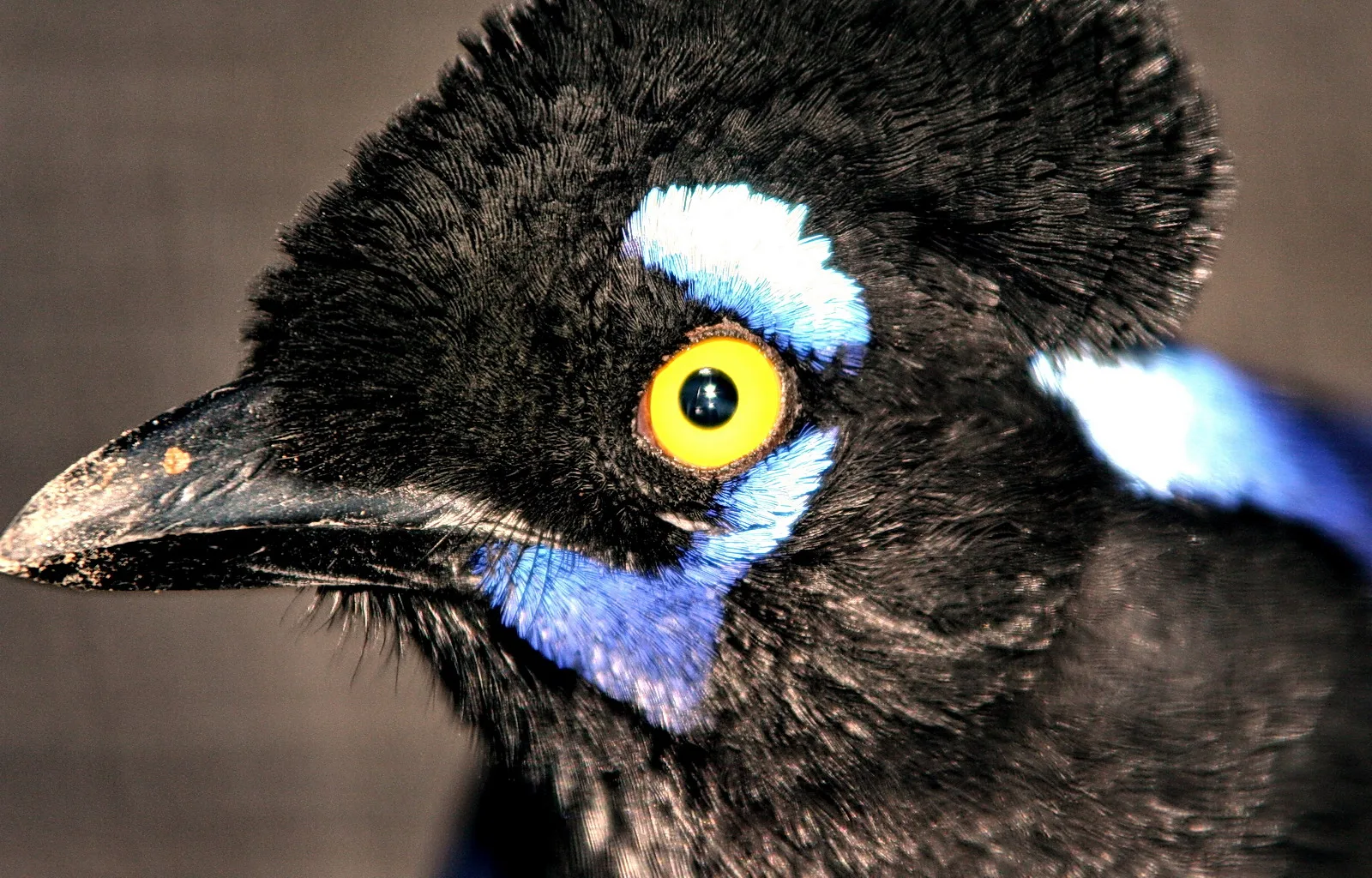 Nahaufnahme eines schwarzen Vogelkopfes mit leuchtend gelbem Auge, blauen Federpartien um das Auge und dunklem Schnabel vor grauem Hintergrund