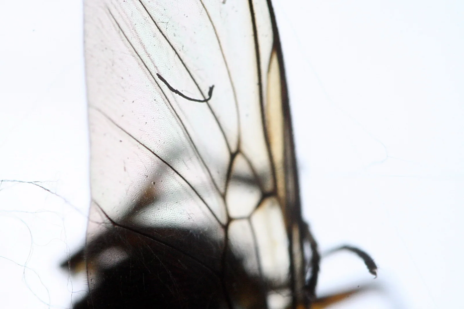 Nahaufnahme eines durchscheinenden Insektenflügels mit dunklen Adern vor hellem Hintergrund, im unteren Bereich unscharf ein dunkler Körper.