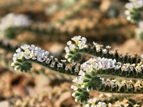 Nahaufnahme weißer kleiner Blüten mit gelber Mitte an behaarten, grünlichen Zweigen vor unscharfem braunem Hintergrund.