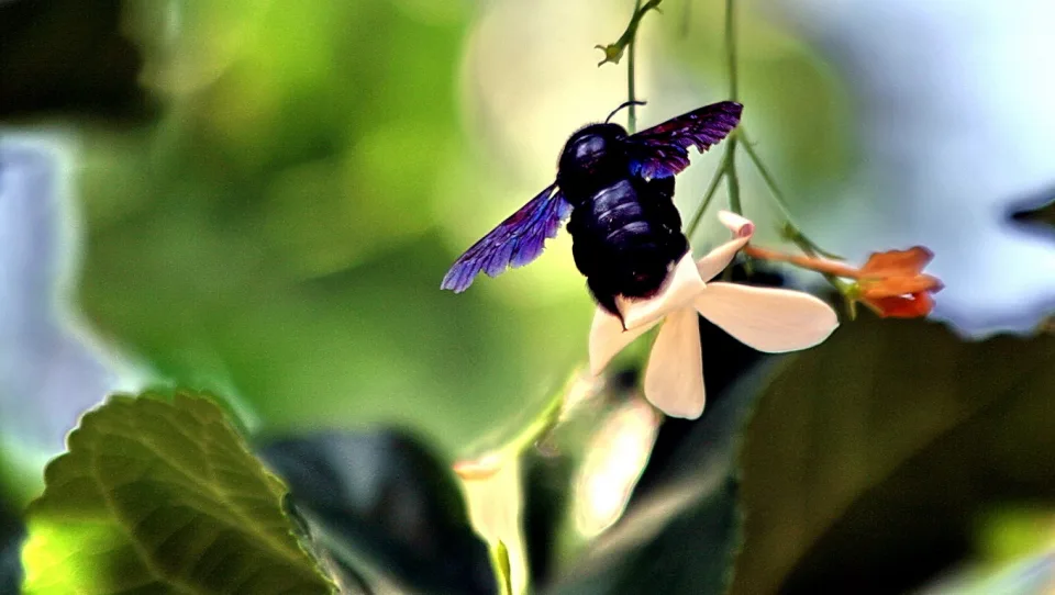 Violette Holzbiene schwebt neben einer weißen Blüte vor unscharfem grünem Laub.