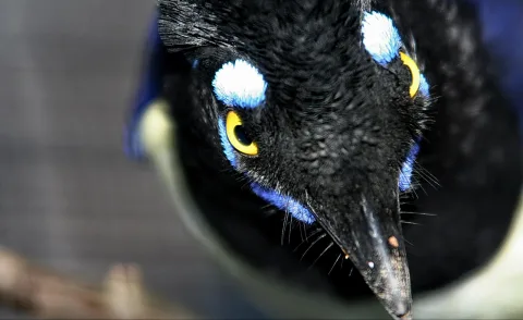 Nahaufnahme des Kopfes eines schwarzen Vogels mit leuchtend gelbem Auge, blauweißen Federpartien um die Augen und einem dunklen Schnabel vor unscharfem grauem Hintergrund.