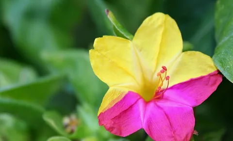 Nahaufnahme einer Wunderblume mit gelben Blütenblättern und magentafarbenen Rändern vor unscharfem grünem Laub