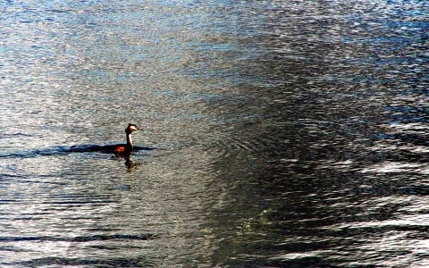 Ein Haubentaucher schwimmt im Profil nach links auf einem welligen, silbrig glänzenden See.
