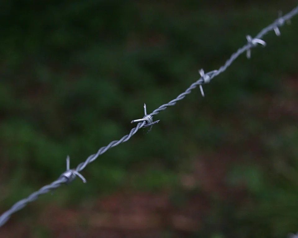 Ein Stacheldraht verläuft schräg von unten links nach oben rechts durchs Bild, die Dornen sind scharf, der Hintergrund aus dunkelgrünem Laub ist stark unscharf.