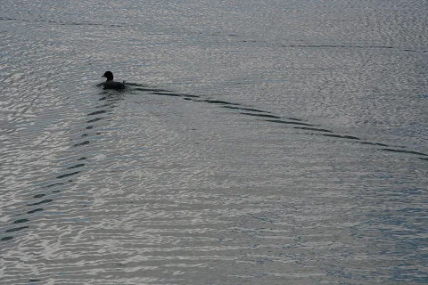 Eine dunkle Ente schwimmt auf einem grau glitzernden See und zieht eine Wellenspur hinter sich her.