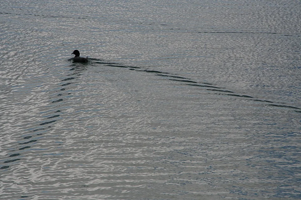 Eine dunkle Ente schwimmt auf einem grau glitzernden See und zieht eine Wellenspur hinter sich her.