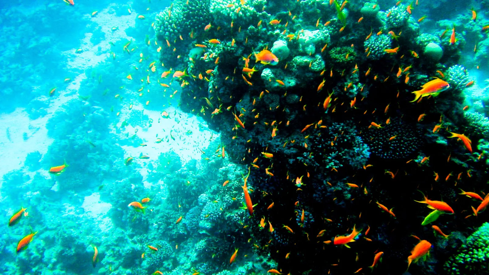 Unterwasseraufnahme eines Korallenriffs mit einem Schwarm orangefarbener Fische vor türkisblauem Wasser.
