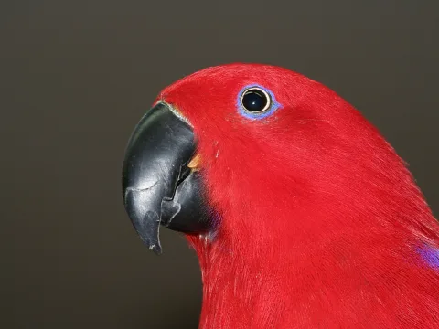 Nahaufnahme eines roten Papageis im Profil nach links mit schwarzem, gebogenem Schnabel und blauem Augenring vor dunklem, neutralem Hintergrund.