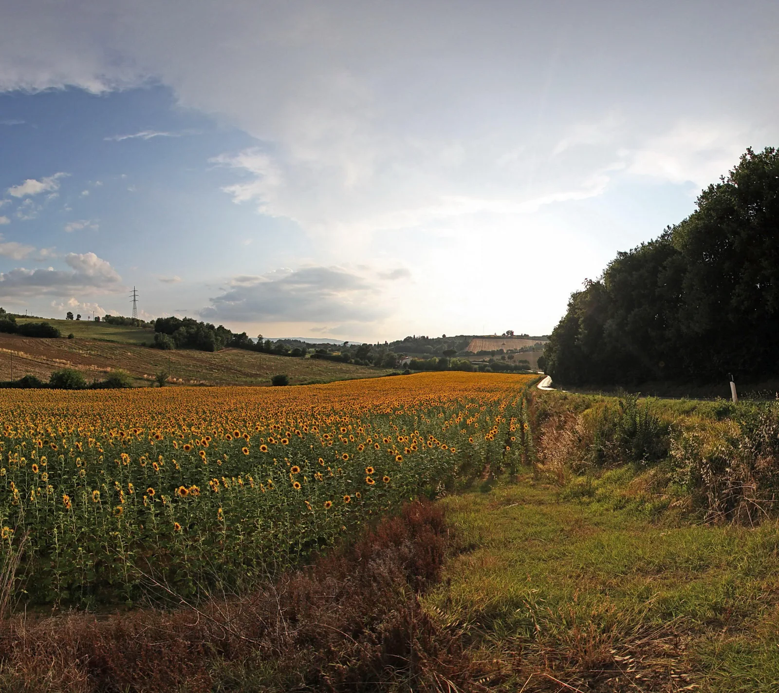 Ein Sonnenblumenfeld mit gelben Blüten erstreckt sich von der unteren Bildmitte in die Ferne, rechts führt ein schmaler Feldweg entlang eines dunklen Waldstreifens, im Hintergrund Hügel, Strommast und eine Wolkendecke am Abendhimmel.