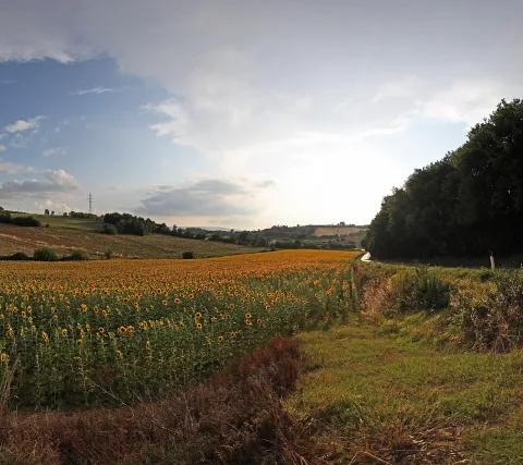 Ein Sonnenblumenfeld mit gelben Blüten erstreckt sich von der unteren Bildmitte in die Ferne, rechts führt ein schmaler Feldweg entlang eines dunklen Waldstreifens, im Hintergrund Hügel, Strommast und eine Wolkendecke am Abendhimmel.