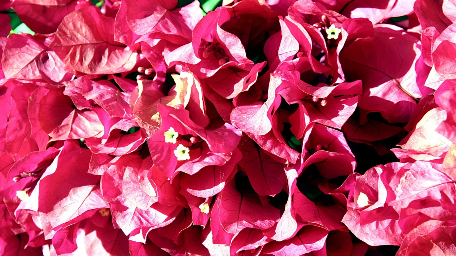 Nahaufnahme von dicht gedrängten, pinkfarbenen Bougainvillea-Hochblättern mit kleinen weißen Blüten in der Mitte