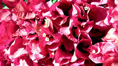 Nahaufnahme von dicht gedrängten, pinkfarbenen Bougainvillea-Hochblättern mit kleinen weißen Blüten in der Mitte