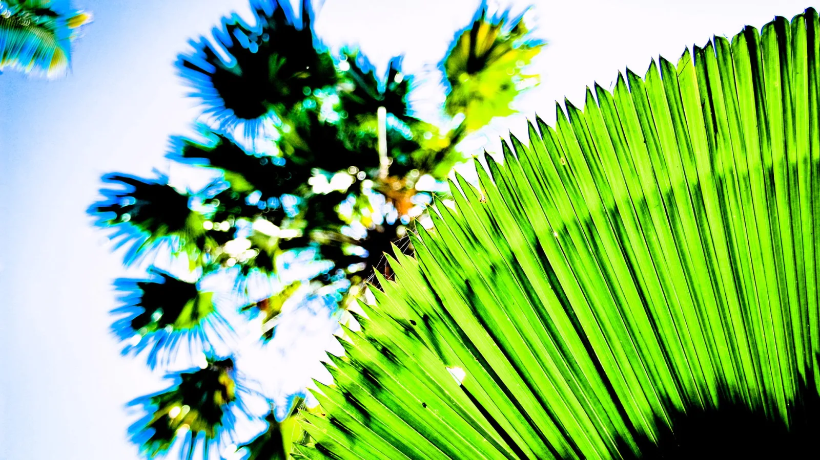 Großaufnahme grüner Palmblätter von unten, dahinter eine Palmenkrone vor hellem blauem Himmel mit starkem Gegenlicht.