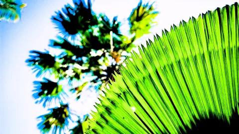 Großaufnahme grüner Palmblätter von unten, dahinter eine Palmenkrone vor hellem blauem Himmel mit starkem Gegenlicht.