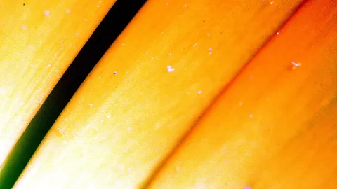 Nahaufnahme eines orangegelben Blütenblatts mit einer dunklen grünen Linie diagonal durchs Bild