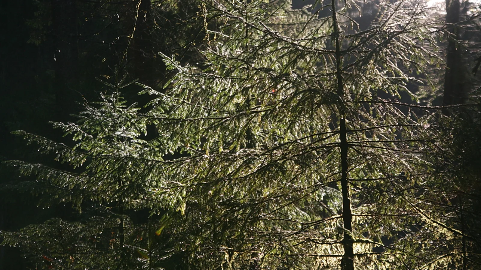 Fichtenzweige mit Wassertropfen vor dunklem Waldhintergrund, von hinten beleuchtet