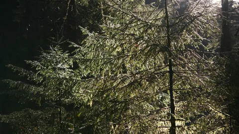 Fichtenzweige mit Wassertropfen vor dunklem Waldhintergrund, von hinten beleuchtet