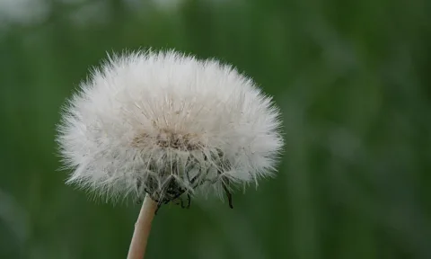 Weiße Pusteblume mit fein gefiederten Samen auf einem langen, hellen Stiel vor unscharfem grünem Hintergrund
