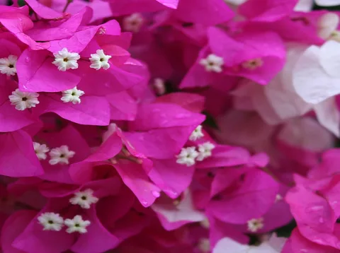 Nahaufnahme pinkfarbener Bougainvillea-Hochblätter mit kleinen weißen Blüten und Wassertropfen.