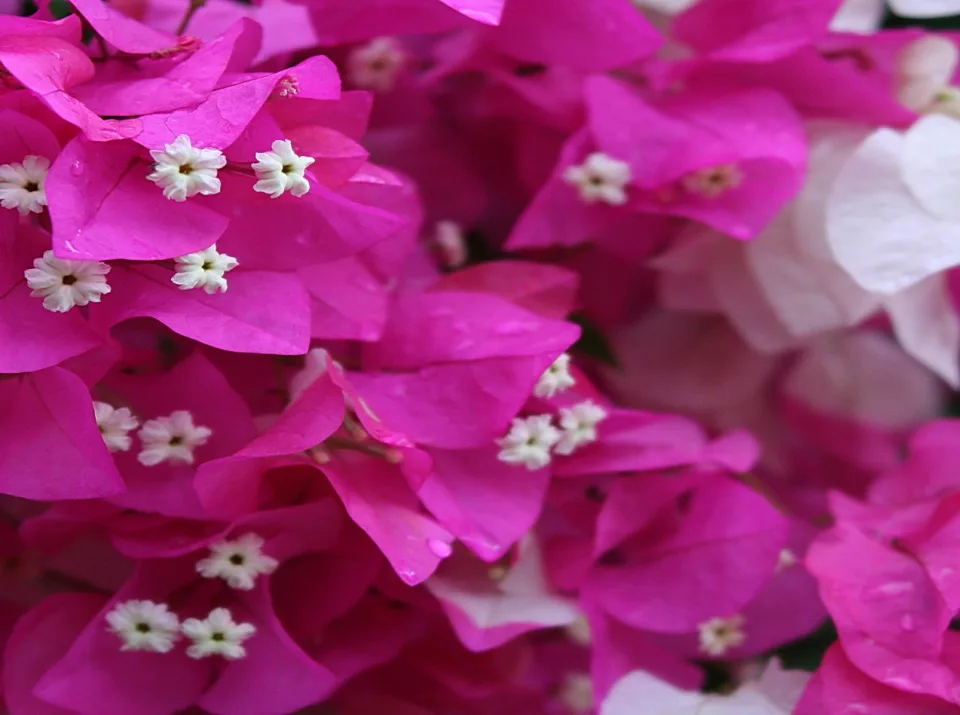 Nahaufnahme pinkfarbener Bougainvillea-Hochblätter mit kleinen weißen Blüten und Wassertropfen.