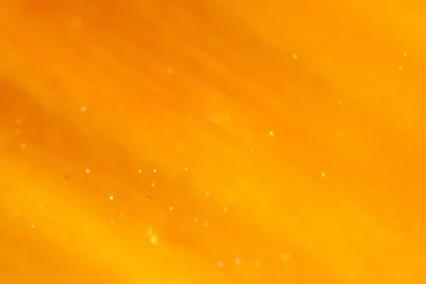 Nahaufnahme einer orangefarbenen Blüte mit verlaufenden Farbtönen und kleinen hellen Lichtpunkten