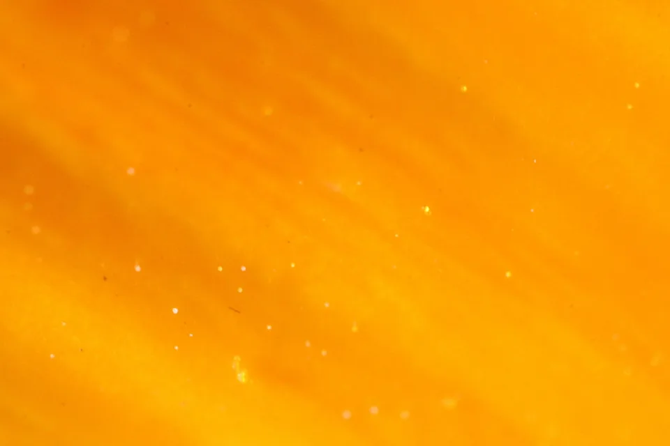 Nahaufnahme einer orangefarbenen Blüte mit verlaufenden Farbtönen und kleinen hellen Lichtpunkten