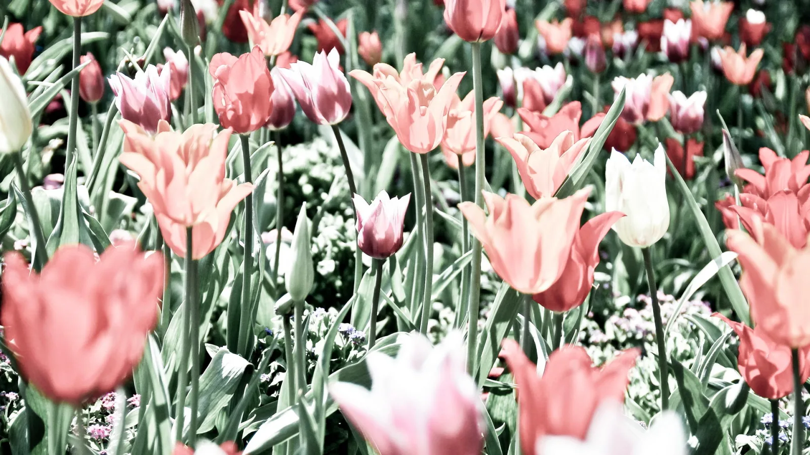 Ein Feld aus rosa, apricotfarbenen und weißen Tulpen mit grünen Stielen und Blättern, dazwischen kleine weiße und lila Blüten am Boden.