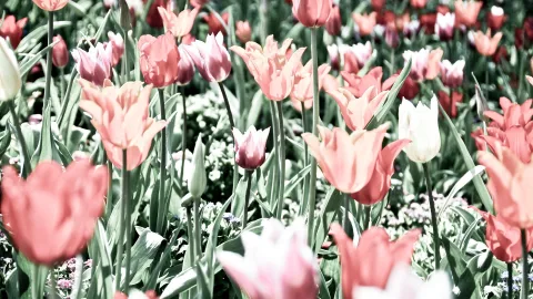 Ein Feld aus rosa, apricotfarbenen und weißen Tulpen mit grünen Stielen und Blättern, dazwischen kleine weiße und lila Blüten am Boden.