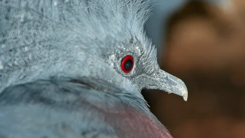 Nahaufnahme des Kopfes einer blaugrauen Taube mit Federschopf, rotem Augenring und hellem, gebogenem Schnabel vor unscharfem braunem Hintergrund