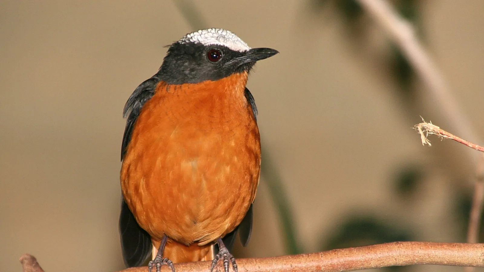 Kleiner Vogel mit orangefarbener Brust, dunkelgrauem Kopf, silbrig-weißer Stirn und rotem Auge sitzt auf einem Ast vor unscharfem beigem Hintergrund.