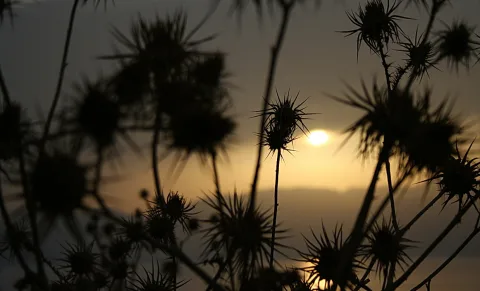 Silhouetten von Distelblüten und dünnen Stängeln vor einem Abendhimmel, im Hintergrund steht die tiefe Sonne über einem dunklen Horizont.