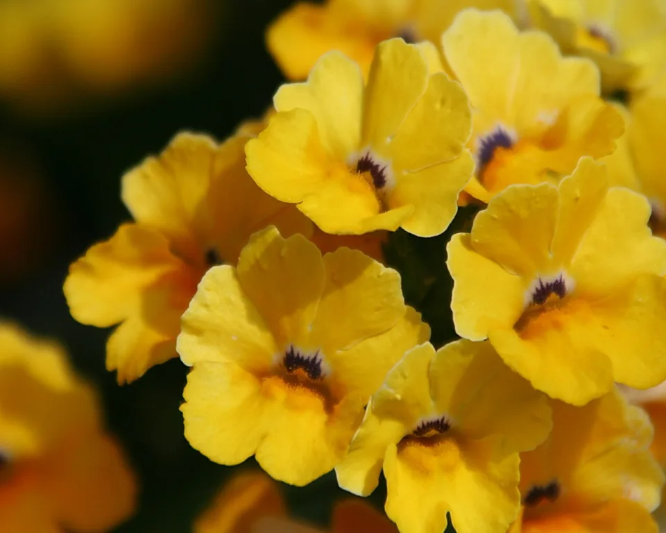 Mehrere gelbe Blüten mit dunkelvioletten Mitten vor dunklem, unscharfem Hintergrund