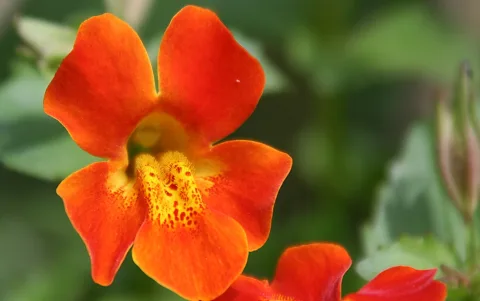 Eine orangefarbene Blüte mit gelb gepunktetem Schlund vor unscharfem grünem Hintergrund, am unteren Rand ist eine zweite Blüte angeschnitten.