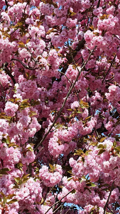 Dichter Zweig voller rosa Kirschblüten mit grünen Blättern vor blauem Himmel
