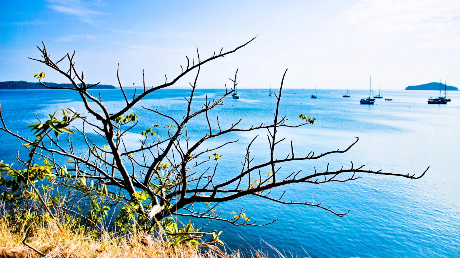 Ein kahler, dunkler Ast ragt von links ins Bild vor einem blauen Meer, auf dem mehrere Segelboote vor Anker liegen. Am Horizont sind flache Inseln zu sehen, im Vordergrund wächst trockenes Gras.