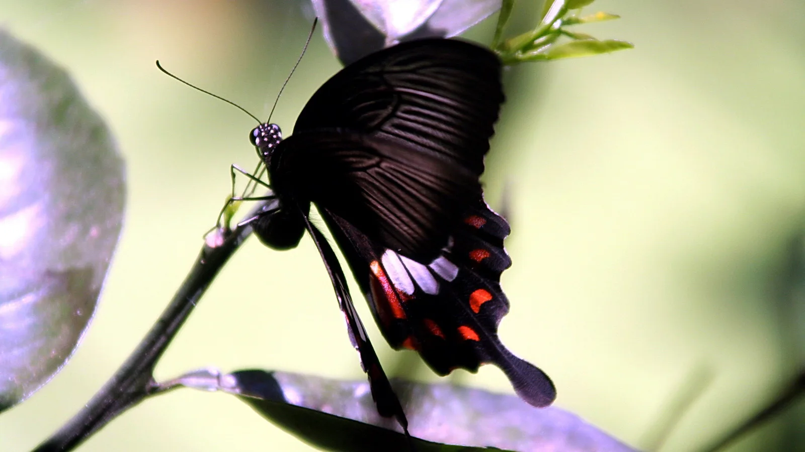 Ein schwarzer Schmetterling mit roten Flecken auf den Hinterflügeln sitzt seitlich auf einem dünnen Zweig vor hellgrünem, unscharfem Hintergrund.