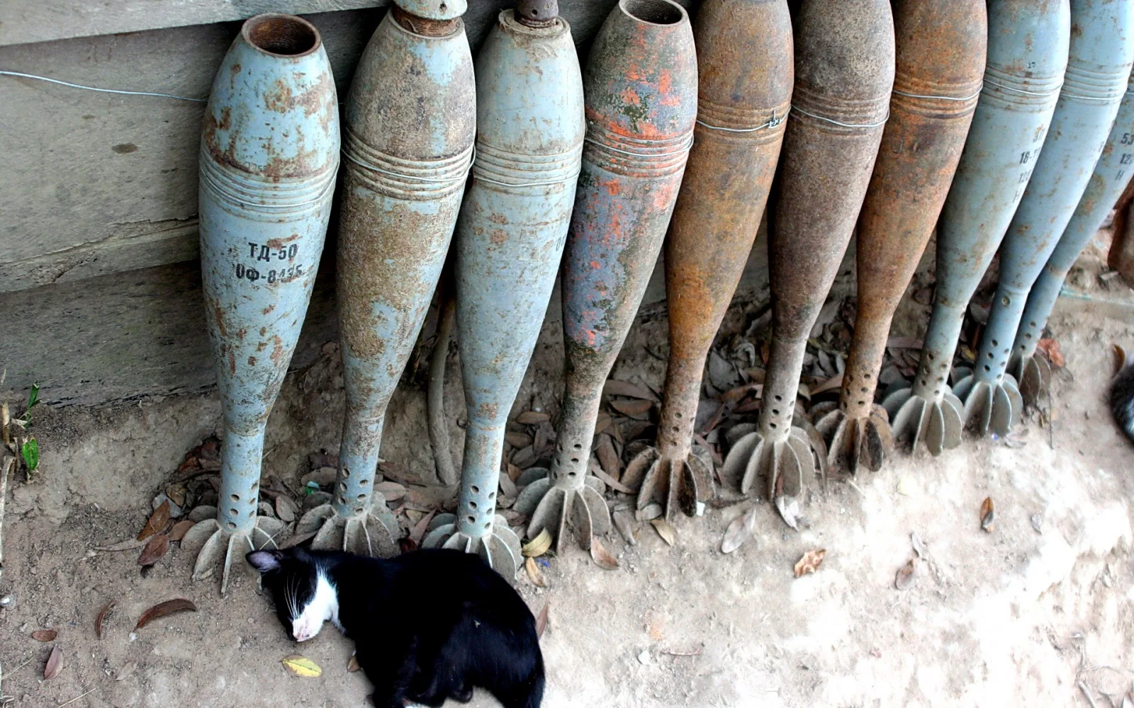 Eine schwarz-weiße Katze liegt auf sandigem Boden vor einer Reihe verrosteter Mörsergranaten mit blau und rostbraun lackierten Hüllen.