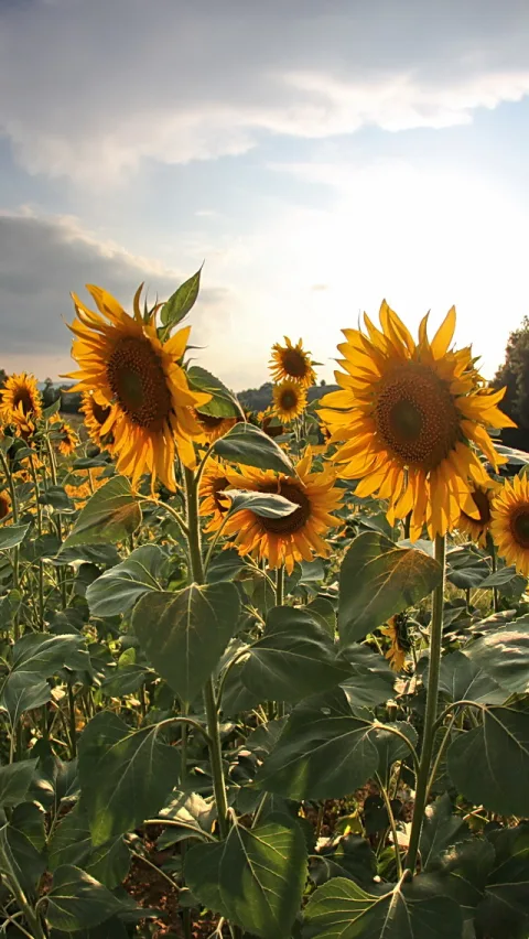 Ein Feld mit gelben Sonnenblumen unter einem Himmel mit Wolken, die Sonne steht rechts im Bild und leuchtet durch die Blüten.