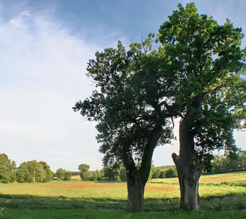 Zwei große, dicht belaubte Eichen stehen auf einer grasigen Wiese unter blauem Himmel mit Schleierwolken, im Hintergrund flache Felder und Baumreihen.