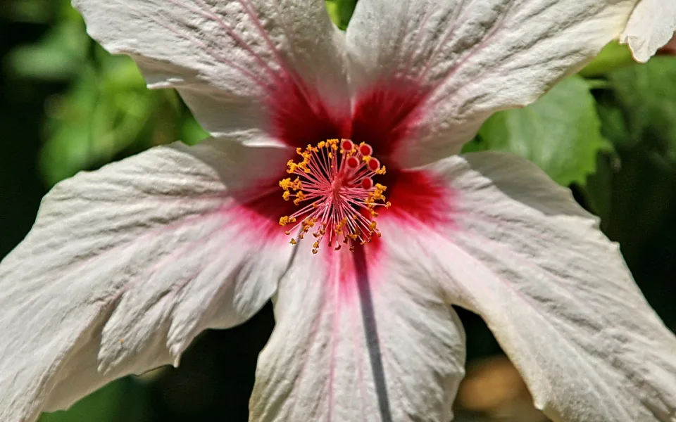 Nahaufnahme einer weißen Hibiskusblüte mit rotem Zentrum, gelben Staubbeuteln und rosafarbenen Staubfäden vor dunklem grünem Hintergrund.