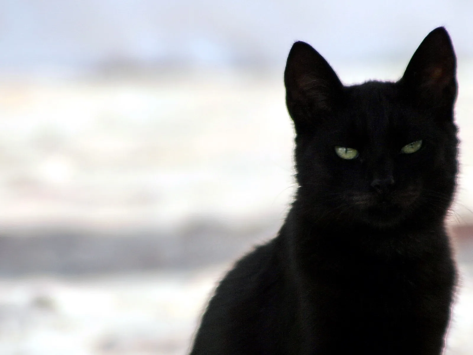 Schwarze Katze sitzt aufrecht vor einem unscharfen, hellen Hintergrund und blickt mit grünlichen Augen direkt in die Kamera.