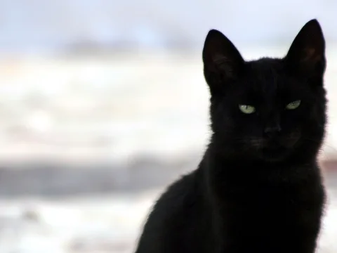 Schwarze Katze sitzt aufrecht vor einem unscharfen, hellen Hintergrund und blickt mit grünlichen Augen direkt in die Kamera.