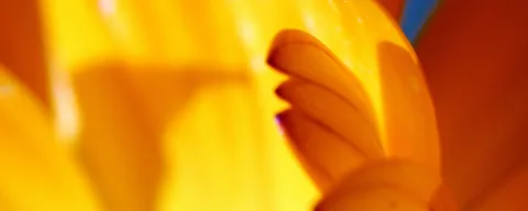 Nahaufnahme gelber und oranger Blütenblätter, die von hinten warm beleuchtet sind, im Vordergrund ein eingerolltes Blütenblatt, links unscharfer Hintergrund.