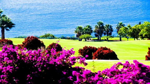Pinkfarbene Bougainvillea-Büsche im Vordergrund, dahinter eine grüne Rasenfläche mit Palmen und dunkelroten Sträuchern, im Hintergrund das blaue Meer.
