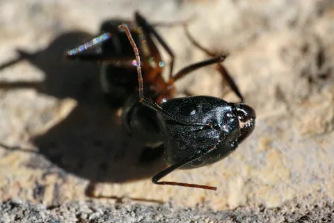 Nahaufnahme einer schwarzen Ameise, die auf der Seite liegt, mit abgewinkelten Beinen und Fühlern auf sandigem Untergrund, daneben ihr Schatten.