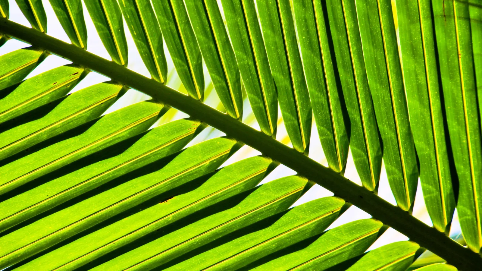 Nahaufnahme mehrerer grüner Palmwedel, die diagonal von links oben nach rechts unten verlaufen, mit hellen Adern und Schatten zwischen den Blättchen, im Gegenlicht vor hellem Himmel.