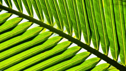 Nahaufnahme mehrerer grüner Palmwedel, die diagonal von links oben nach rechts unten verlaufen, mit hellen Adern und Schatten zwischen den Blättchen, im Gegenlicht vor hellem Himmel.