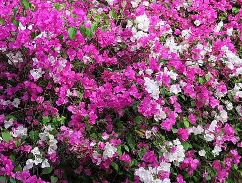 Dichter Strauch mit pinken und weißen Bougainvillea-Blüten zwischen grünen Blättern.